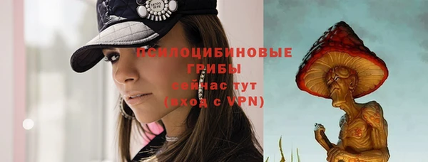 хмурый Аркадак
